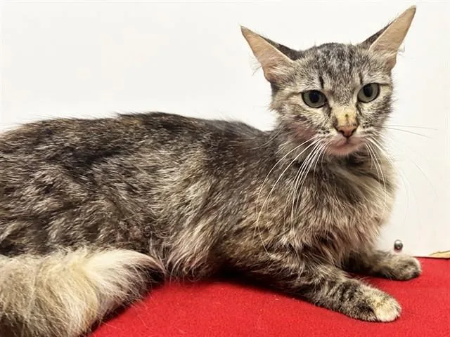 An adult medium-sized female Domestic Medium Hair cat named Brenda for adoption in Sacramento, CA