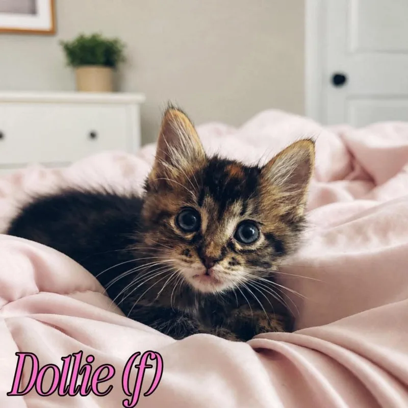 Dollie