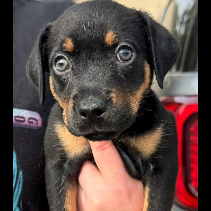 Darla