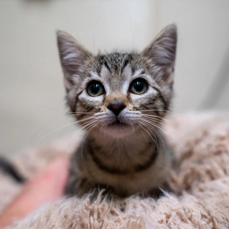 A baby small-sized female Brown / Chocolate Domestic Short Hair cat named Honey Bun for adoption in Gainesville, GA