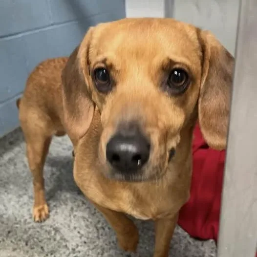 An adult medium-sized male Brown / Chocolate Mixed Breed dog named Mayor for adoption in Jeffersonville, IN