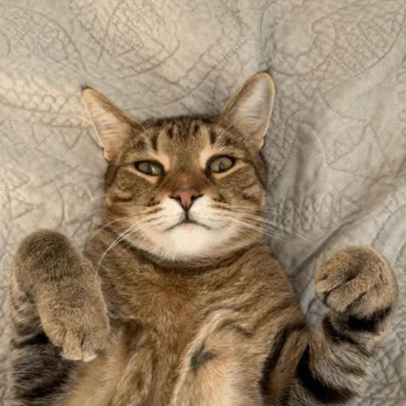 An adult large-sized male Domestic Short Hair cat named Tommy  Ghost for adoption in Minneapolis, MN