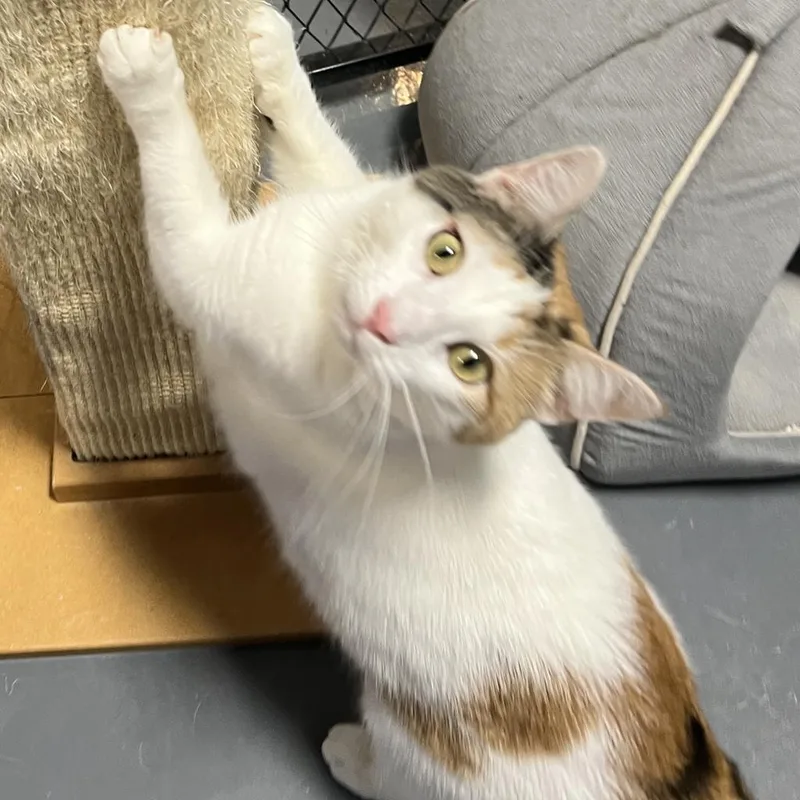 An adult medium-sized female Domestic Short Hair cat named Julia for adoption in South Bend, IN