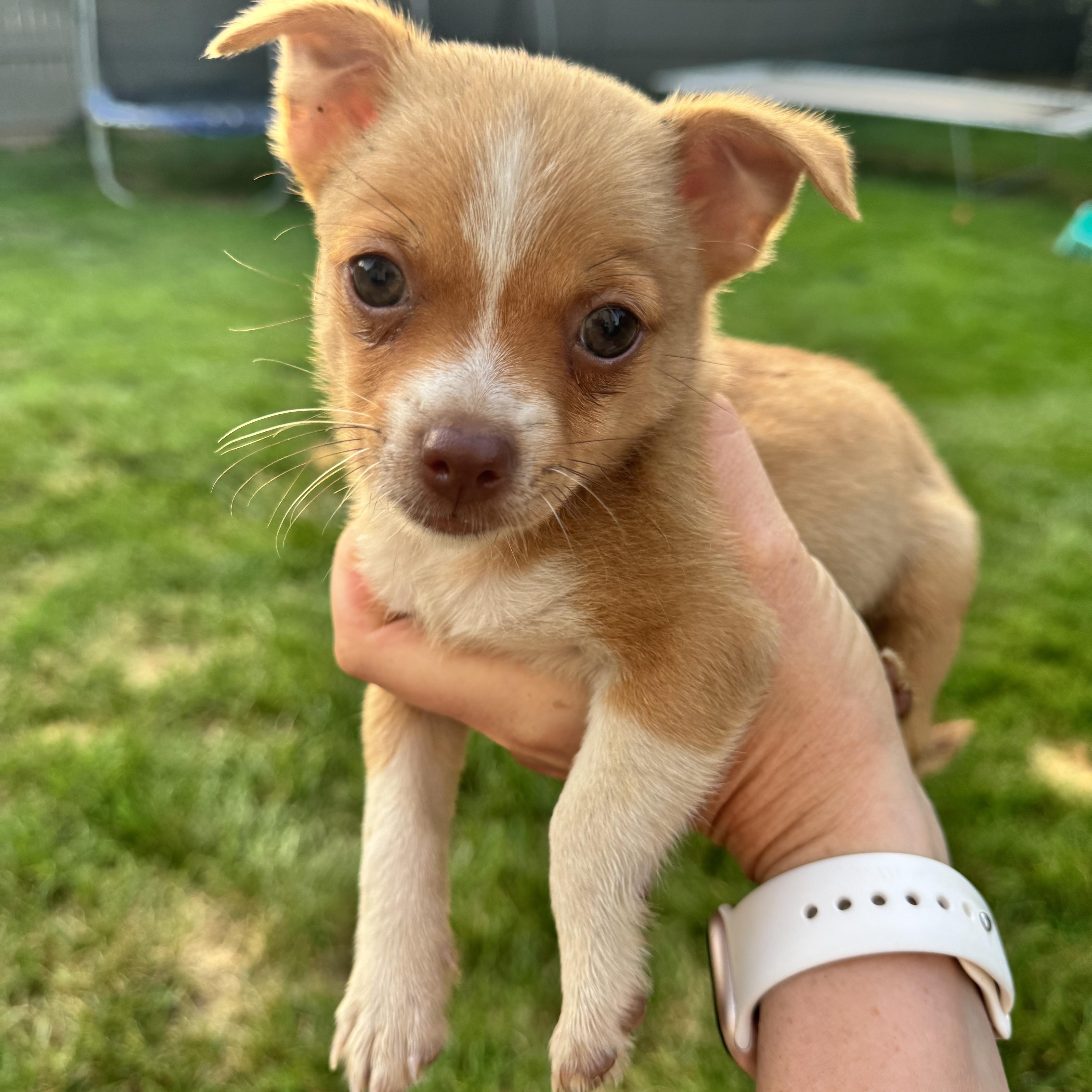 A baby small-sized male Chihuahua dog named Bear for adoption in Gainesville, VA