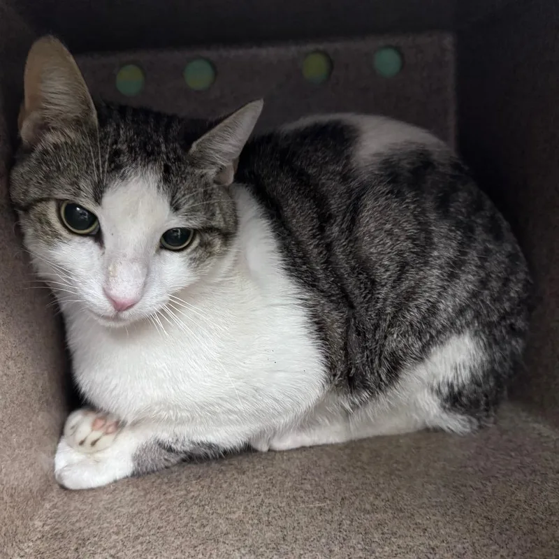 An adult medium-sized male White Domestic Short Hair cat named Oz @ Pet Supermarket for adoption in Summerville, SC