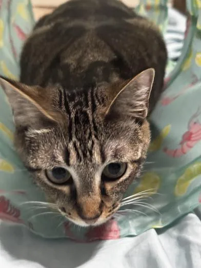 A baby medium-sized female Tabby (Brown / Chocolate) Tabby cat named Ophelia for adoption in Liverpool, TX