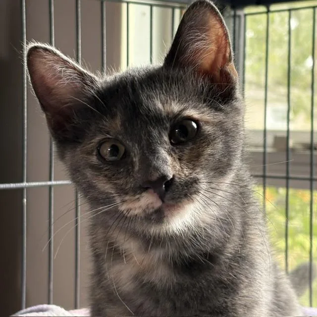 A young medium-sized female Dilute Tortoiseshell cat named GiGi for adoption in Porter, TX