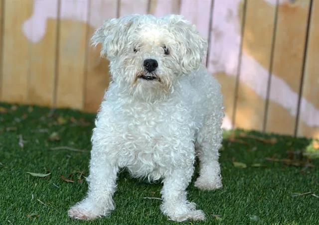An adult medium-sized male Lhasa Apso dog named Kirkland for adoption in West Valley City, UT
