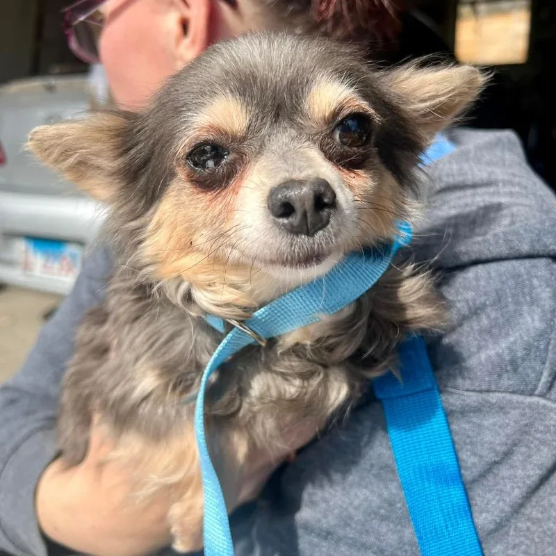 An adult small-sized female Gray / Blue / Silver Chihuahua dog named Osaka for adoption in St. Charles, IL