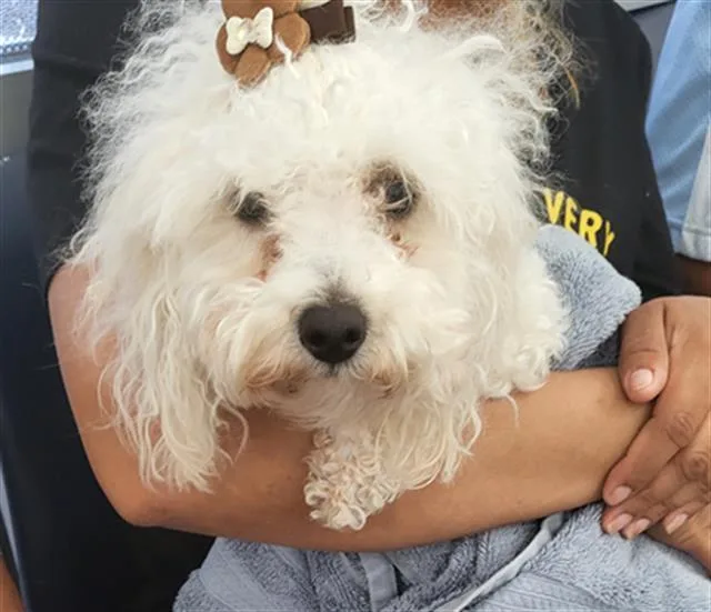 A young small-sized female Mixed Breed dog named Estrellita for adoption in Dallas, TX