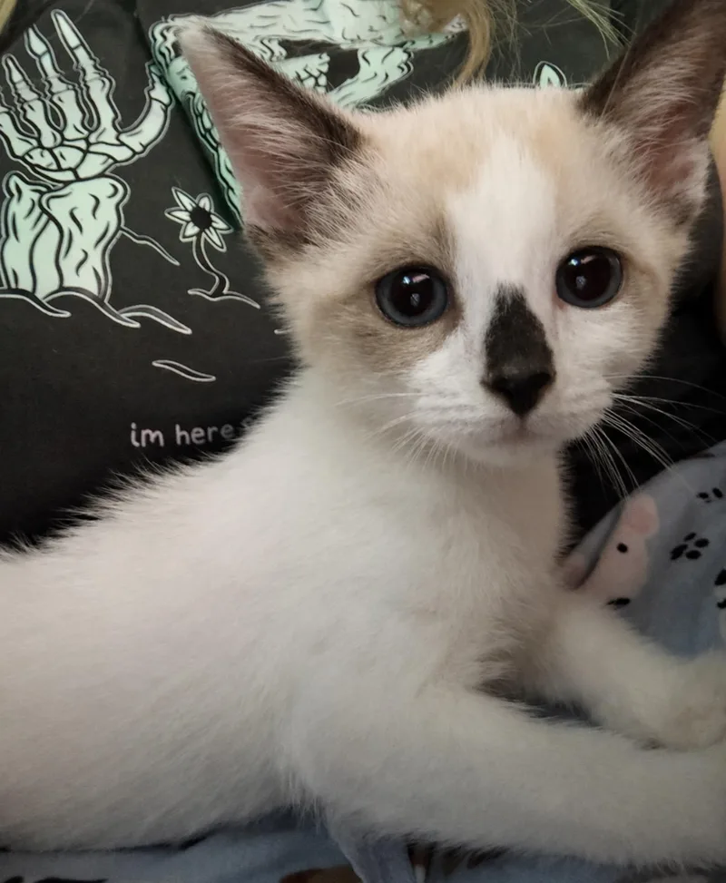 A baby large-sized female Snowshoe cat named Latte for adoption in Forney, TX