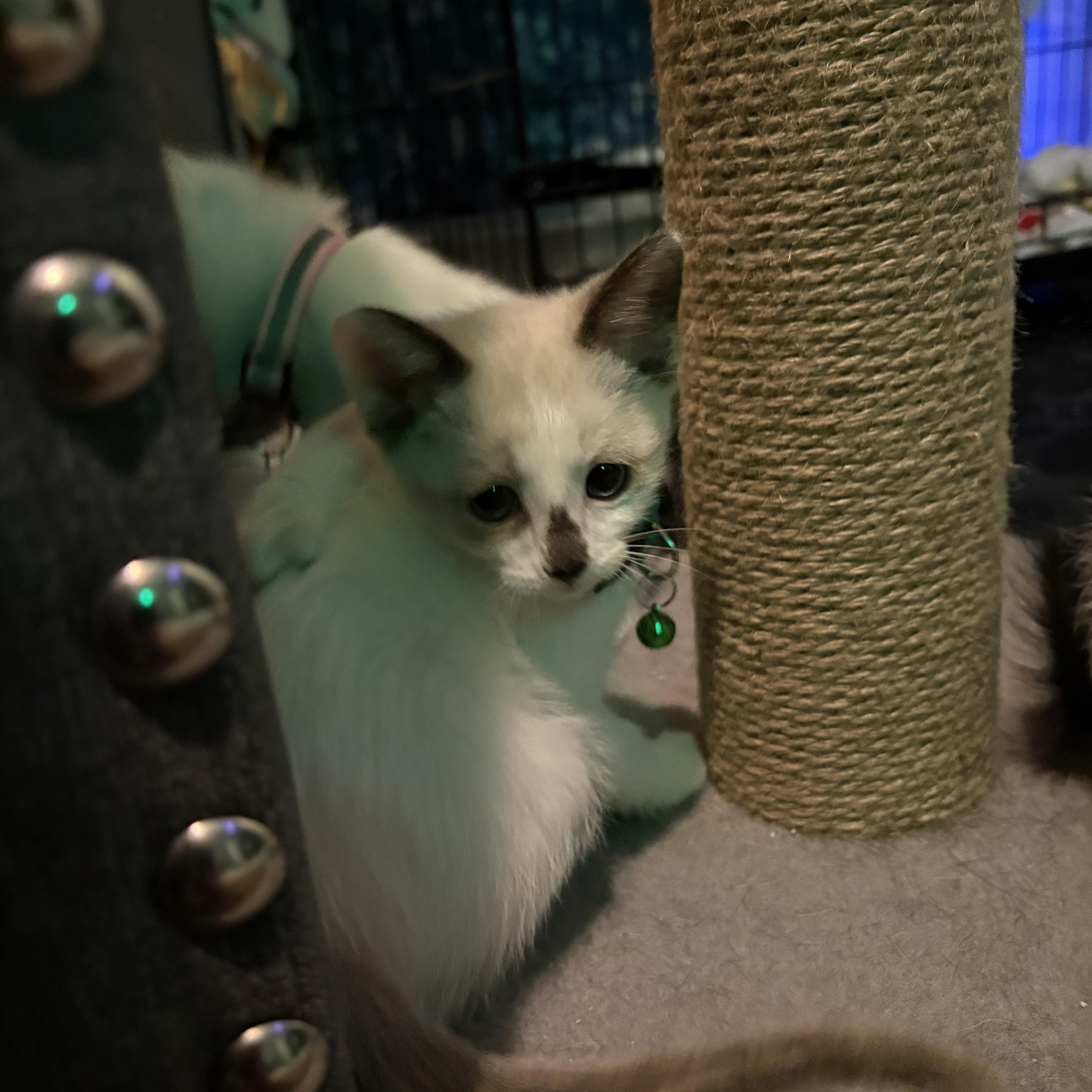 Latte thumbnail 2