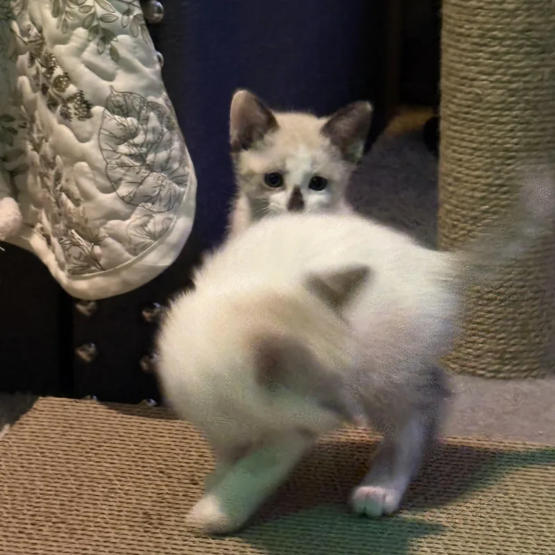Latte thumbnail 3