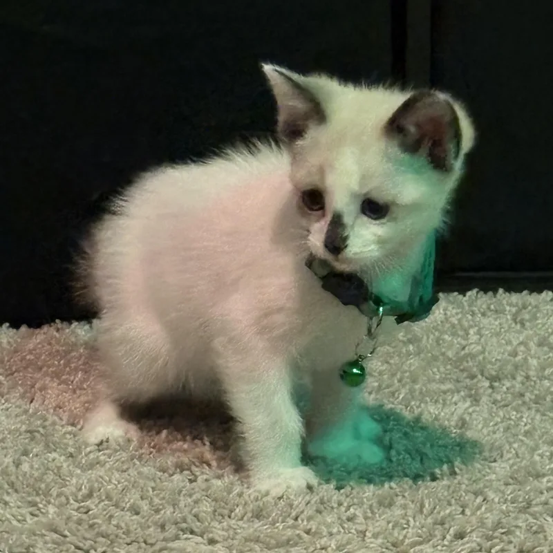 Latte thumbnail 4