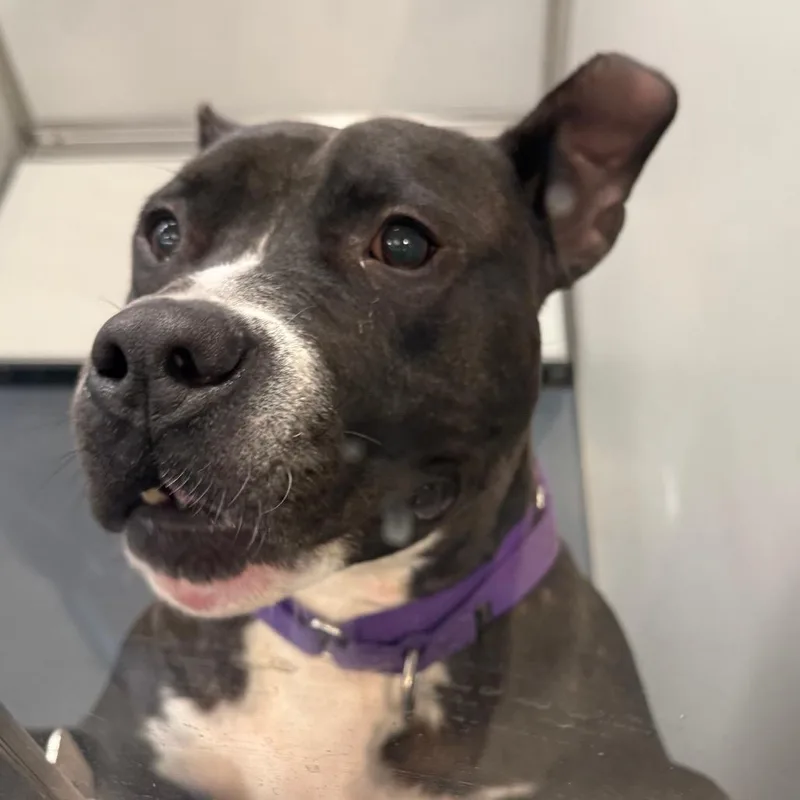 An adult large-sized male Black Mixed Breed dog named Marvin for adoption in Allentown, PA