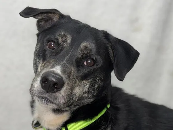 An adult medium-sized male Shepherd dog named Tacoma for adoption in Portland, OR