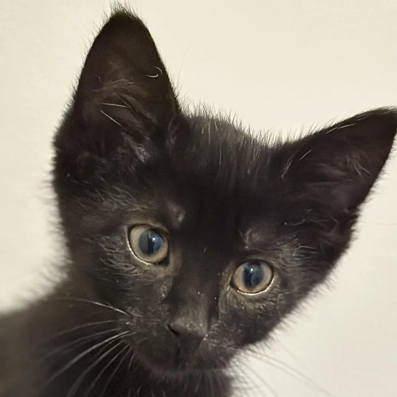 A baby medium-sized male Black Domestic Short Hair cat named Charcoal for adoption in Victor, NY