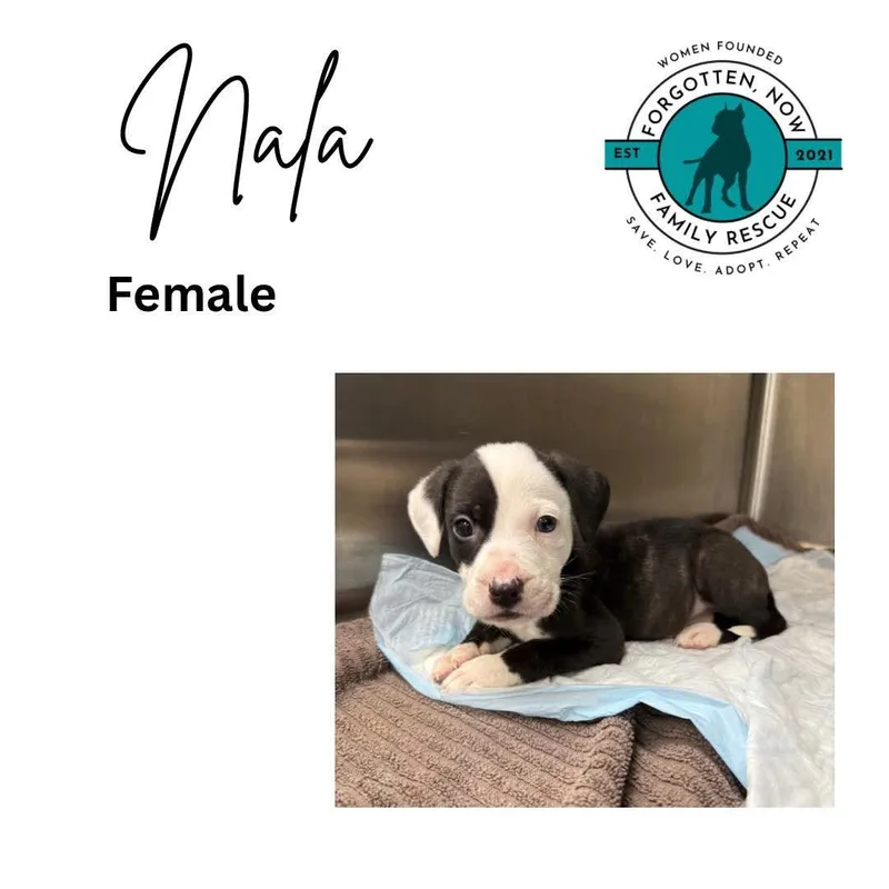 A baby medium-sized female Mixed Breed dog named Nala for adoption in Cornelius, NC