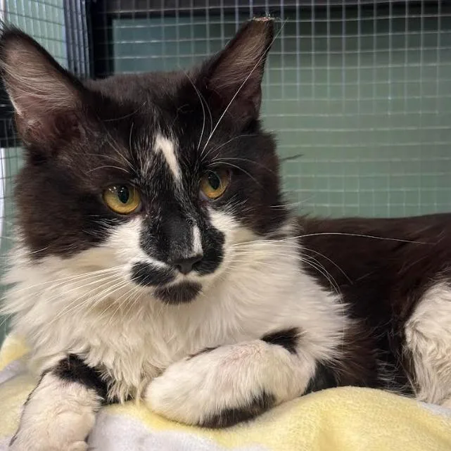 An adult small-sized male Black Domestic Long Hair cat named Gerard for adoption in Kennett Square, PA
