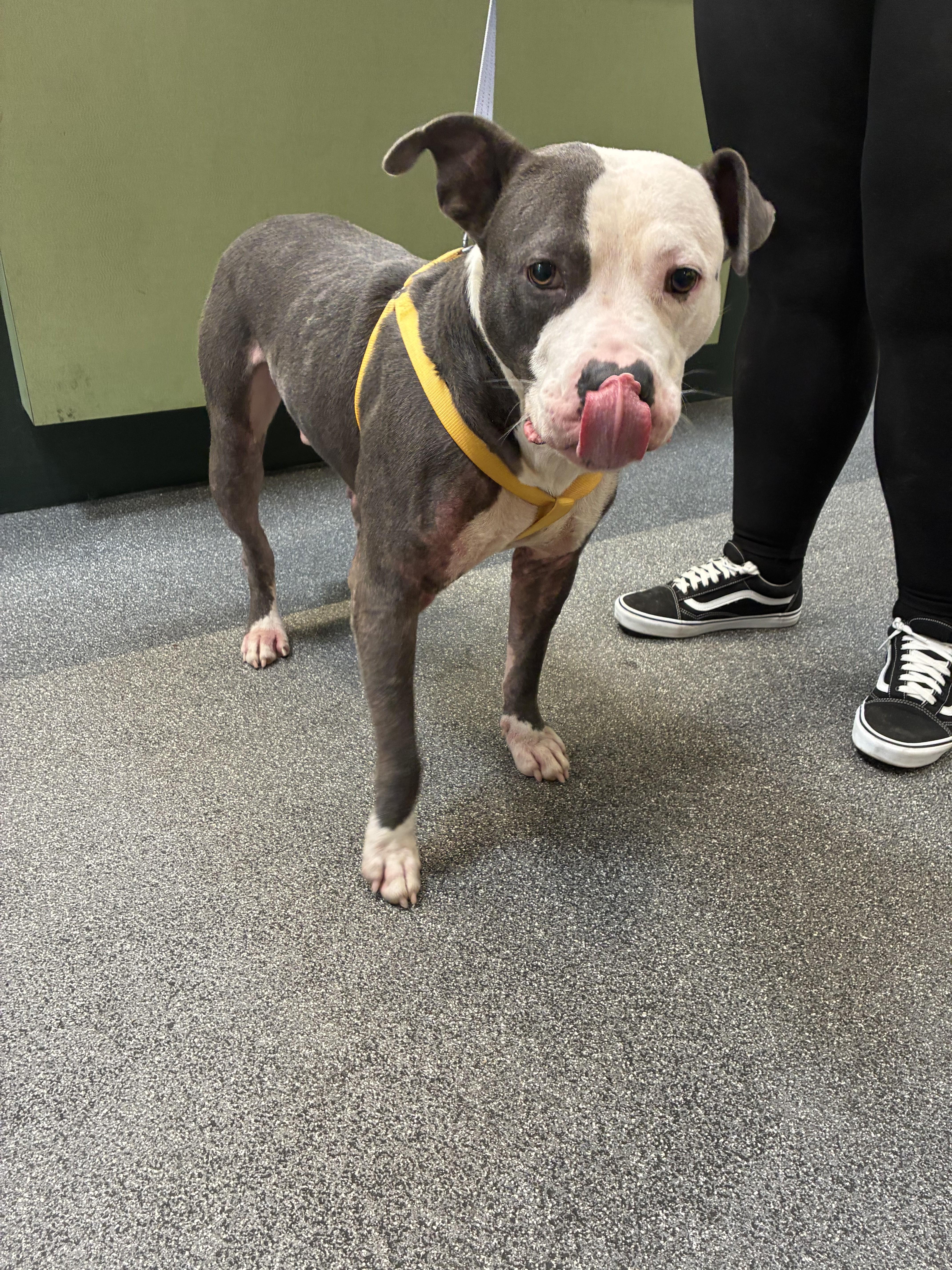An adult large-sized male Pit Bull Terrier dog named Chico for adoption in Los Angeles, CA