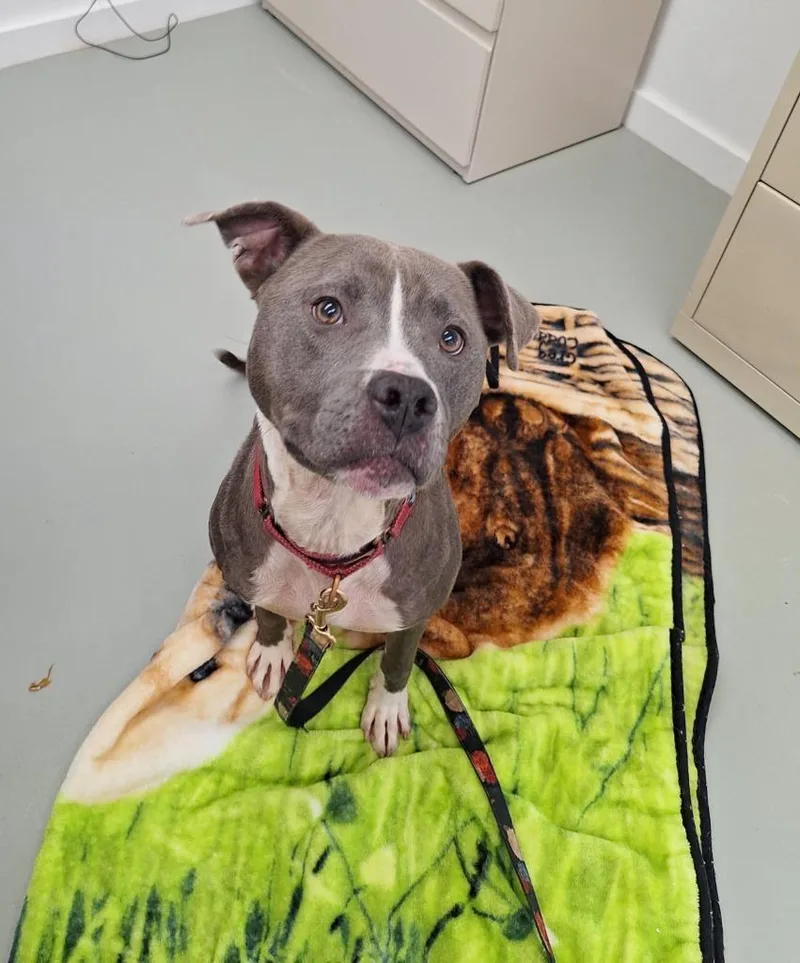 Hadley Grace thumbnail 4