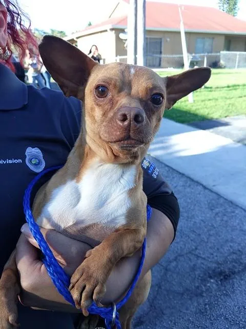 An adult small-sized male Chihuahua dog named Turner for adoption in Fort Lauderdale, FL