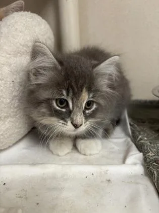 A baby small-sized female Domestic Long Hair cat named Cape Cod I AM for adoption in East Brookfield, MA