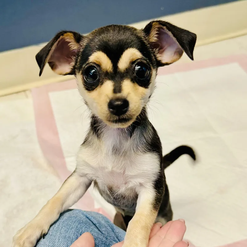 A baby small-sized female Black Chihuahua dog named Sunflower for adoption in Beverly Hills, CA