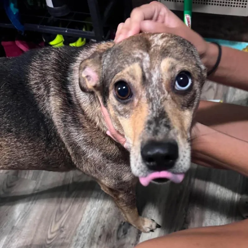 An adult medium-sized female Apricot / Beige Mixed Breed dog named Renata Stray Hold for adoption in Huntington, WV