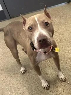 A young medium-sized female Yellow / Tan / Blond / Fawn Pit Bull Terrier dog named Betsy for adoption in Cleveland, OH