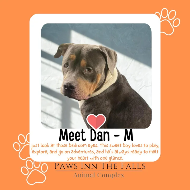 An adult medium-sized male Tricolor (Brown, Black, & White) American Bully dog named Dan for adoption in Wheatfield, NY