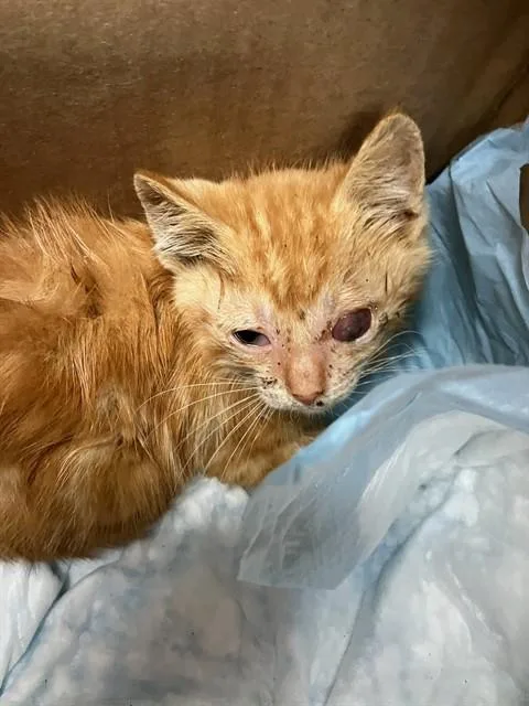 A baby small-sized male Domestic Short Hair cat named George for adoption in Stockton, CA