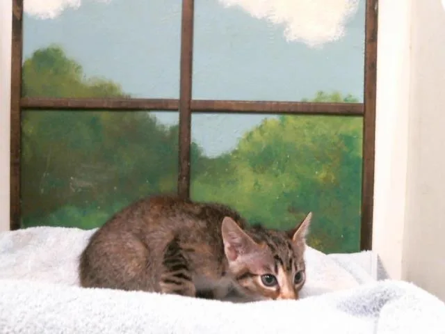 A baby small-sized female Domestic Short Hair cat named Taloo for adoption in Houston, TX