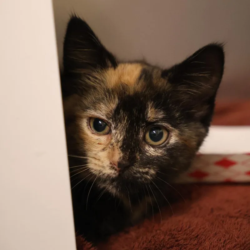 A baby small-sized female Tortoiseshell Domestic Short Hair cat named Pepper for adoption in Briarcliff Manor, NY