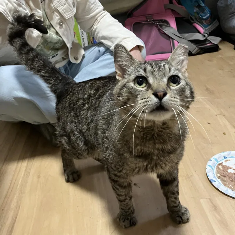 An adult small-sized male Brown / Chocolate American Shorthair cat named Oscar for adoption in Westport, CT