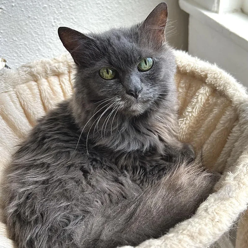 A senior medium-sized female Gray / Blue / Silver Domestic Medium Hair cat named Josephine for adoption in Johnson City, TN