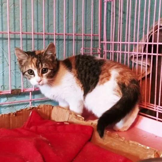 Chantilly Lace thumbnail 2