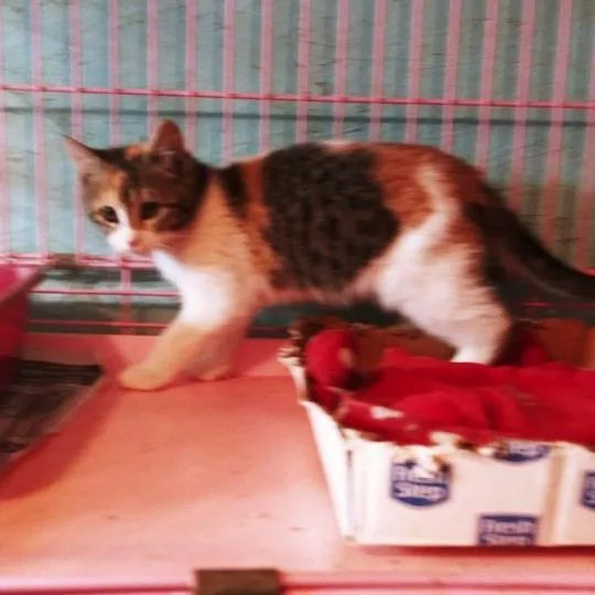 Chantilly Lace thumbnail 3