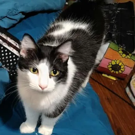 An adult medium-sized female Black Domestic Medium Hair cat named Duvalin for adoption in Austin, TX