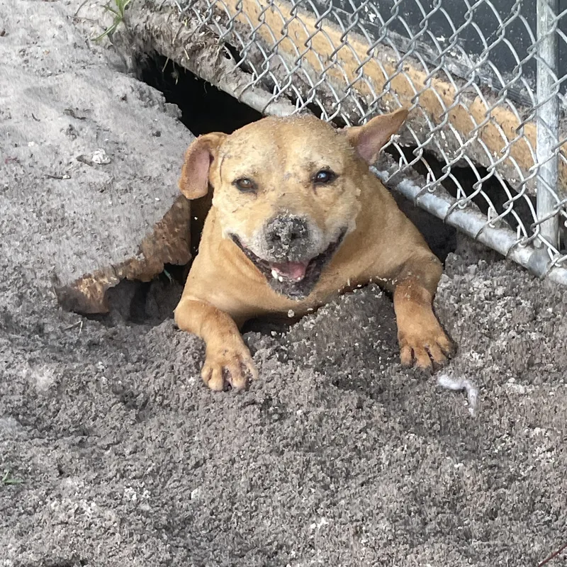 An adult medium-sized female Apricot / Beige American Staffordshire Terrier dog named Abigail for adoption in palm bay, FL