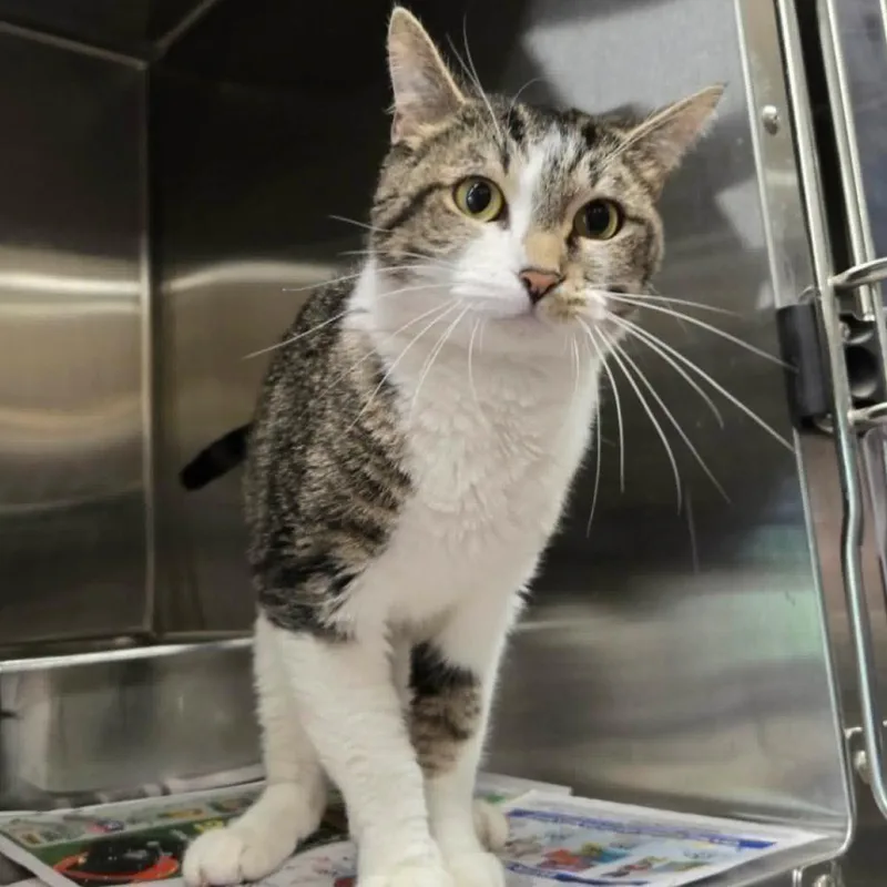 An adult medium-sized female Brown / Chocolate Domestic Short Hair cat named Monet for adoption in Hinsdale, IL