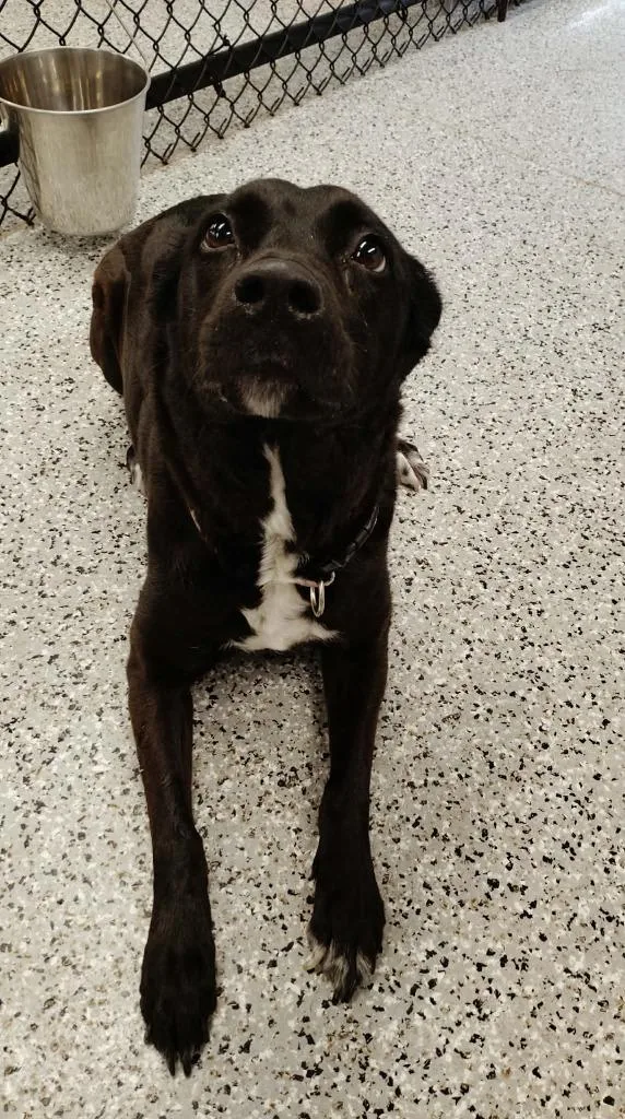 An adult medium-sized female Shepherd dog named Remy for adoption in Republic, MO