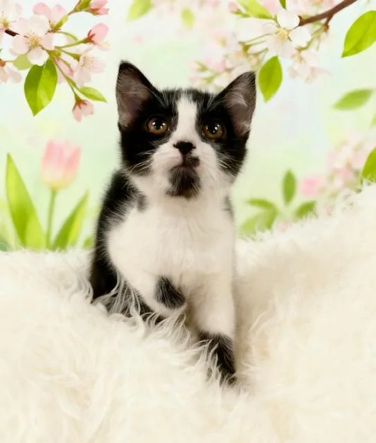 A baby small-sized female Tuxedo cat named Abigail for adoption in Tehachapi, CA