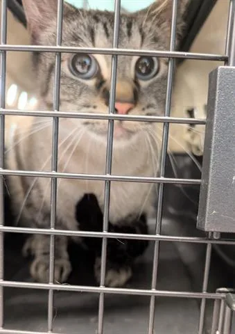 A young small-sized female Domestic Short Hair cat named Monkey for adoption in San Martin, CA