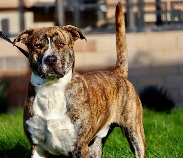 A young large-sized male Catahoula Leopard Dog dog named Cody for adoption in San Luis Obispo, CA
