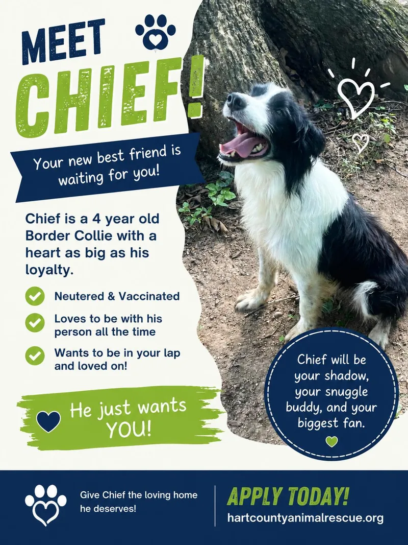 An adult medium-sized male White / Cream Border Collie dog named Chief for adoption in Hartwell, GA