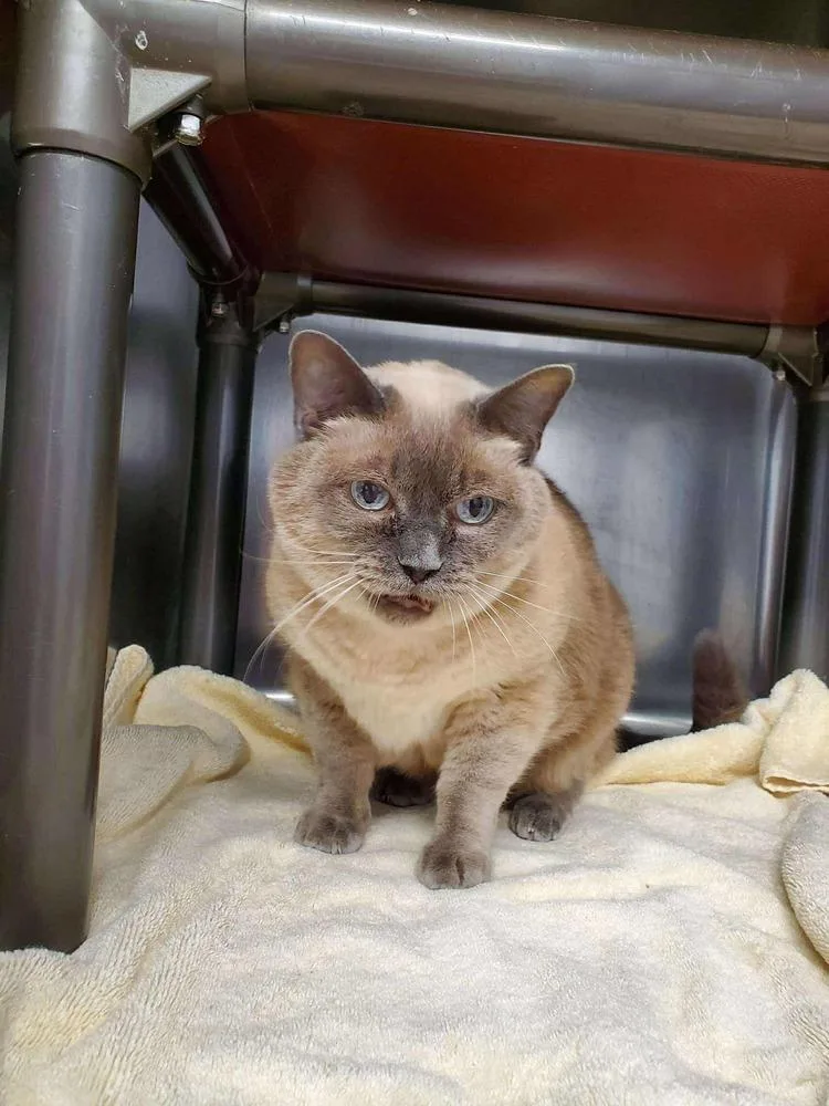 Sweet Cheeks thumbnail 2