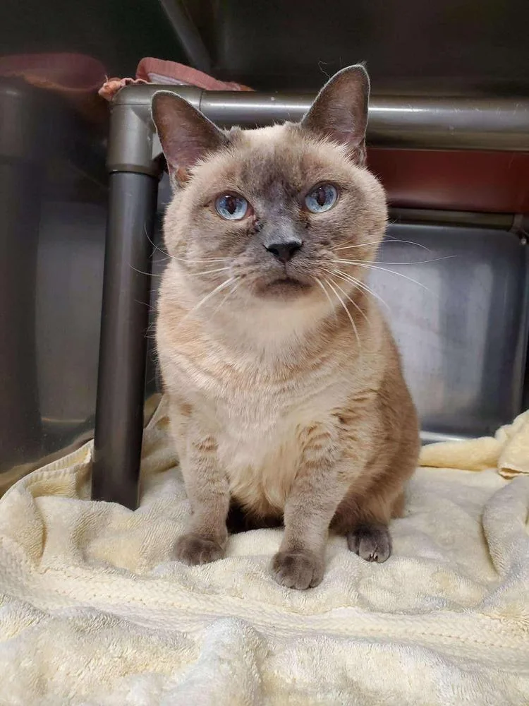 Sweet Cheeks thumbnail 3