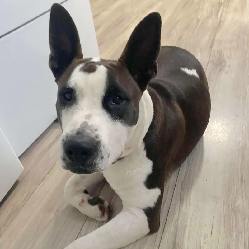 Irish Bailey thumbnail 4