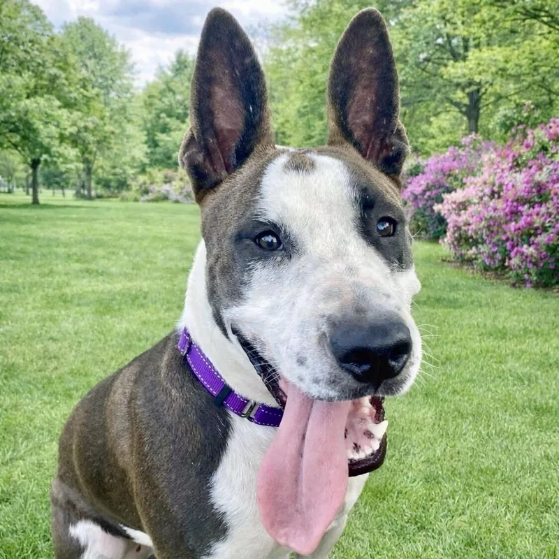 Irish Bailey thumbnail 5